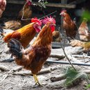 방주축산 이미지