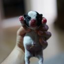 코봉이 이미지