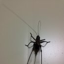 대궐파크 이미지