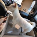 강아지 나라 이미지