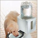 세상에서 가장 럭셔리한 "개" 전용 물통이 "화장실 변기?" 이미지