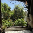 다락카페 | 제주 서귀포 카페 귤꽃다락 방문후기