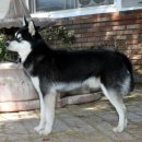 애견백과 - 알래스칸 클리 카이 (Alaskan Klee Kai) 이미지