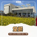 커피꽃 | 제주 성산 카페 오른(Orrrn), 4월 유채꽃밭 정원 커피 맛집 주차 후기