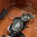 라츠커피 비산점 이미지