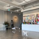 봄가을 애견미용 이미지