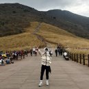 기타(초급) | 영남알프스 울산 간월재 억새군락지 가는 길 등산 초급코스 11월 억새 현황