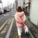 응암애견 이미지