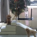 그루밍시즌 이미지
