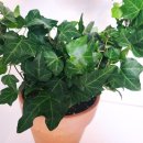 비아이비 이미지