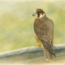 김광언 | 몽골복속기 高麗國王 鷹坊의 구조와 기능 검토