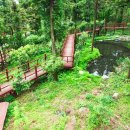 편백숲,쉼 이미지