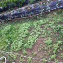 분천농장 이미지