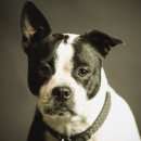 탑동물병원 이미지