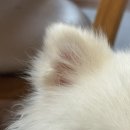 퍼피루스 이미지