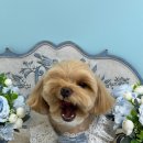 몽글멍글 이미지