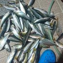 고돌이네 이미지