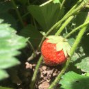 서안농장 이미지