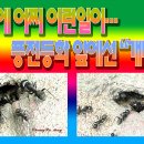 개미공사