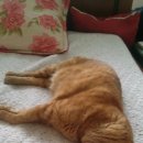 프린세스 캣 이미지