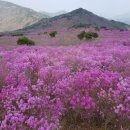 4월22일(토) 제164차 비슬산1,084m(대구 달성) 50,000원 신청방 이미지