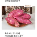 거산할인마트 | 꿀고구마 추천 대형마트 들어가는 해뜨온 호풍미 고구마