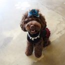 도그스101 이미지