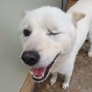 똥강아지 이미지