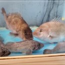 푸른바다횟집 이미지