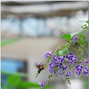 허브농원 이미지