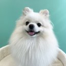 허니모모 애견미용실 이미지