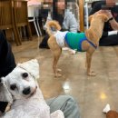 사랑할개 | 부천 신중동 유기견카페 함께할개 사랑할개 후기｜신중동 데이트 코스 추천🐶