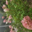 윙키핑키 이미지