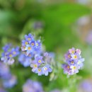물망초forgetmenot 이미지