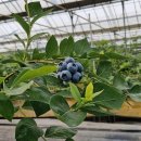 김정숙 농장 이미지