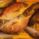 스카이좌대낚시터 이미지