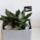 증평꽃집 이미지