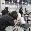 김쌤애견 이미지