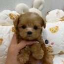 부산강아지분양 앨리펫 이미지