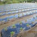 방아농장 이미지