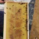 (주)한국양봉산업 Daum카페