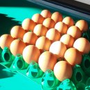 안녕농장 이미지