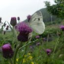 벌과나비 이미지