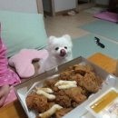 한입 Daum카페