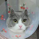 판교 P&P 동물병원 이미지