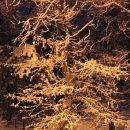 우장산근린공원 이미지