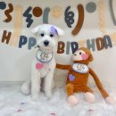 하나이누 이미지