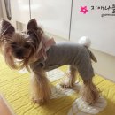 Luxury Dog 이미지