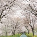 천 따라 수양벚꽃길 따라 봉은사 꽃놀이까지, 2023년 4월 1일(토) 이미지