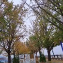 염치읍 은행나무길 이미지